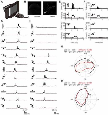 Transformation of Feature Selectivity From Membrane Potential to Spikes in the Mouse Superior Colliculus